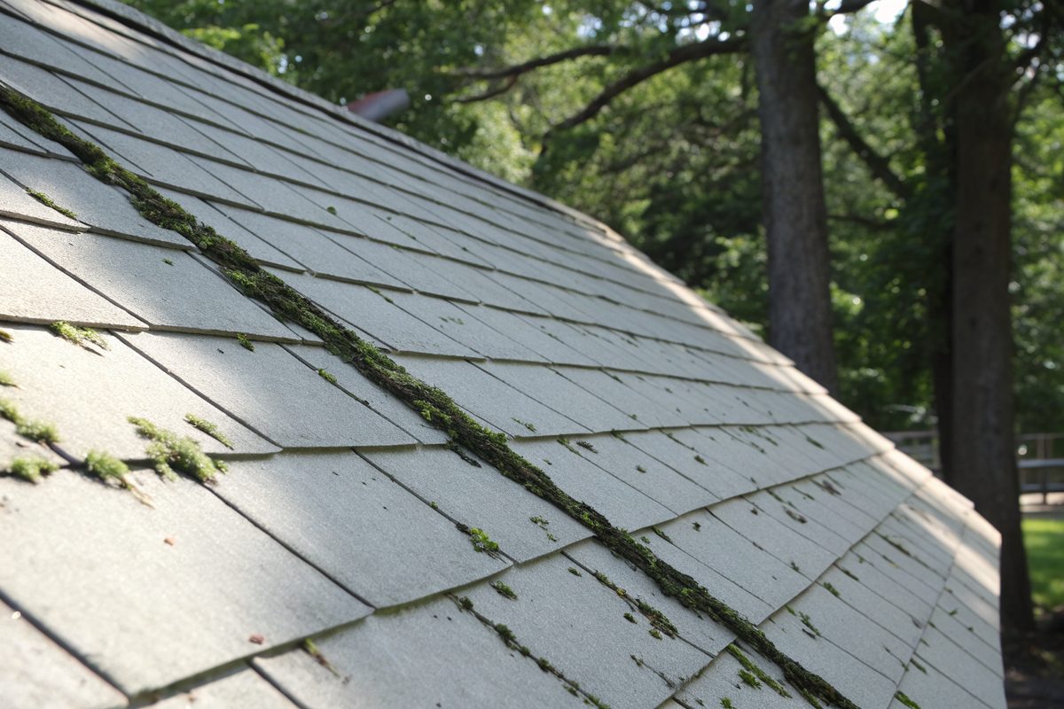 Dark algae streaks and moss along an aging light gray shingle roof under tall trees