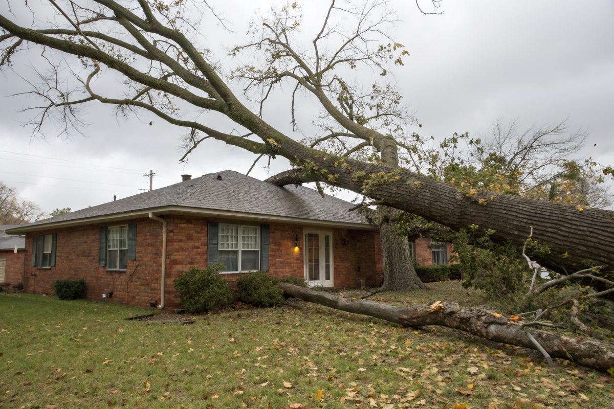 A fallen oak tree lying across the roof of a brick ranch house after a windstorm